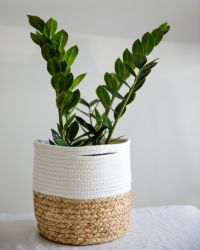 plant-img