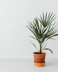 plant-img