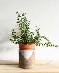 plant-img