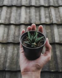 plant-img
