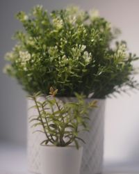 plant-img