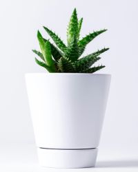 plant-img
