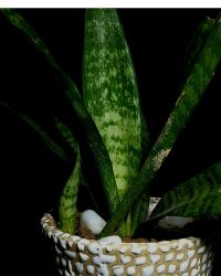 plant-img