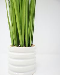 plant-img