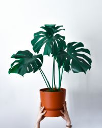 plant-img