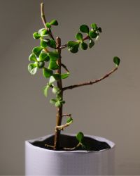 plant-img