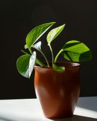 plant-img